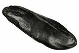 Fossil Sperm Whale (Scaldicetus) Tooth - South Carolina #185988-1